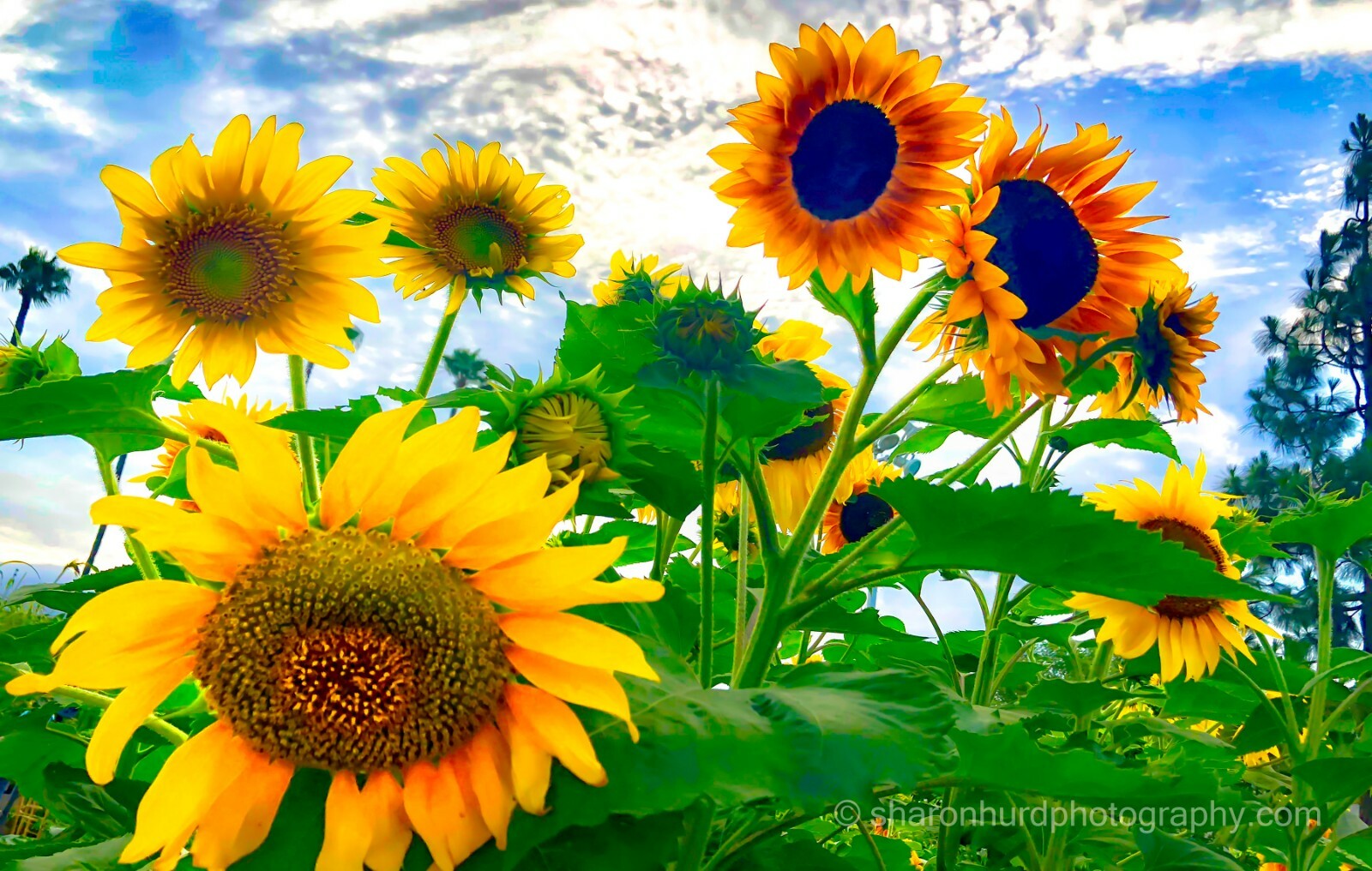 Sunflowers Photography, photo nature wall decor
