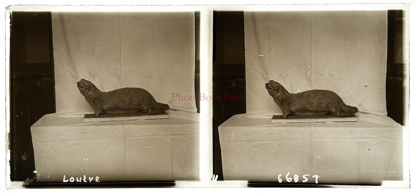 Natural History Museum Otter C1910 Photo Plate Vintage §gf