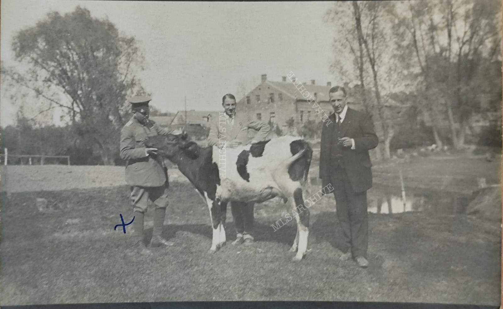 Postcard Postcard Photo Lithuania Cow Cattle WW1 WW1 F17