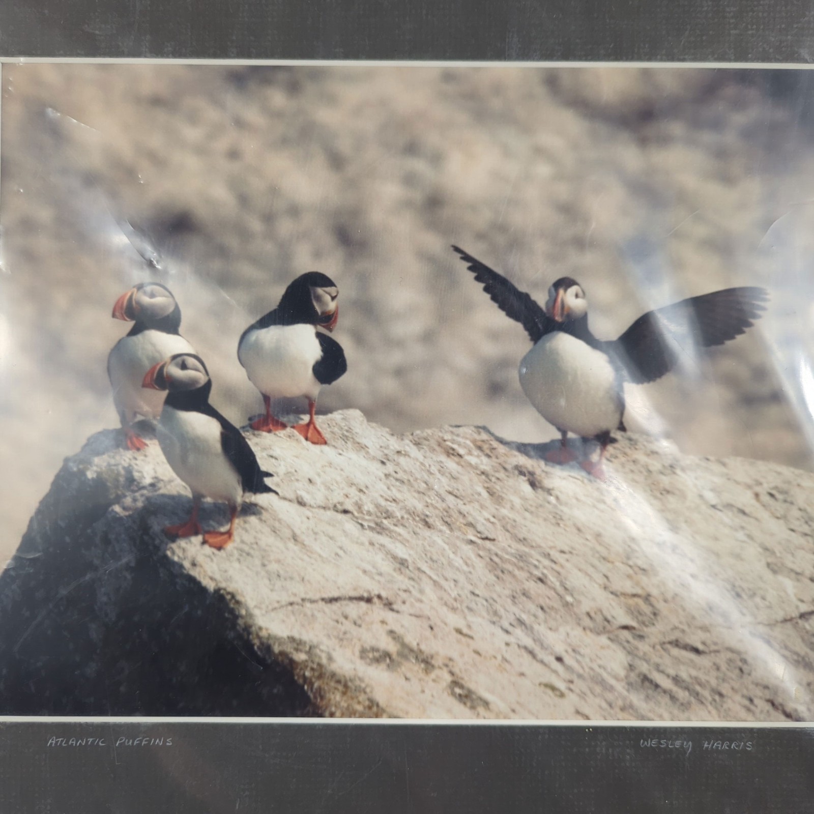 1986 Atlantic Puffins in Maine Color Photo by Wesley Harris NFLD 14 x 12 Sealed