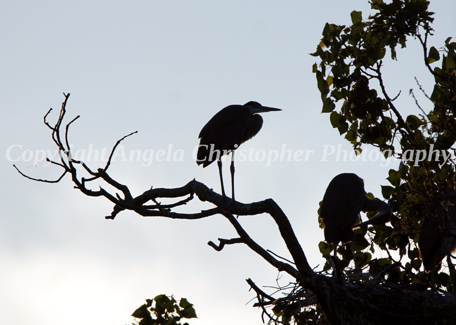 Original ACEO photo fine art print 2.5 x 3.5 inches HERON SILHOUETTE great blue