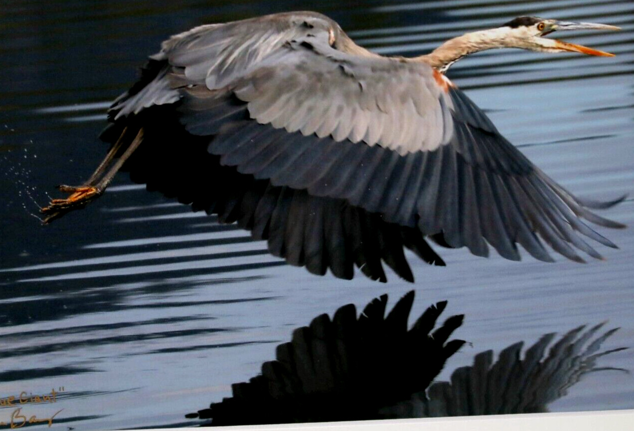 Great Blue Heron Wildlife Photo 8″ x 10″ in 11″ x 14″ Matte Signed by Kim Barry