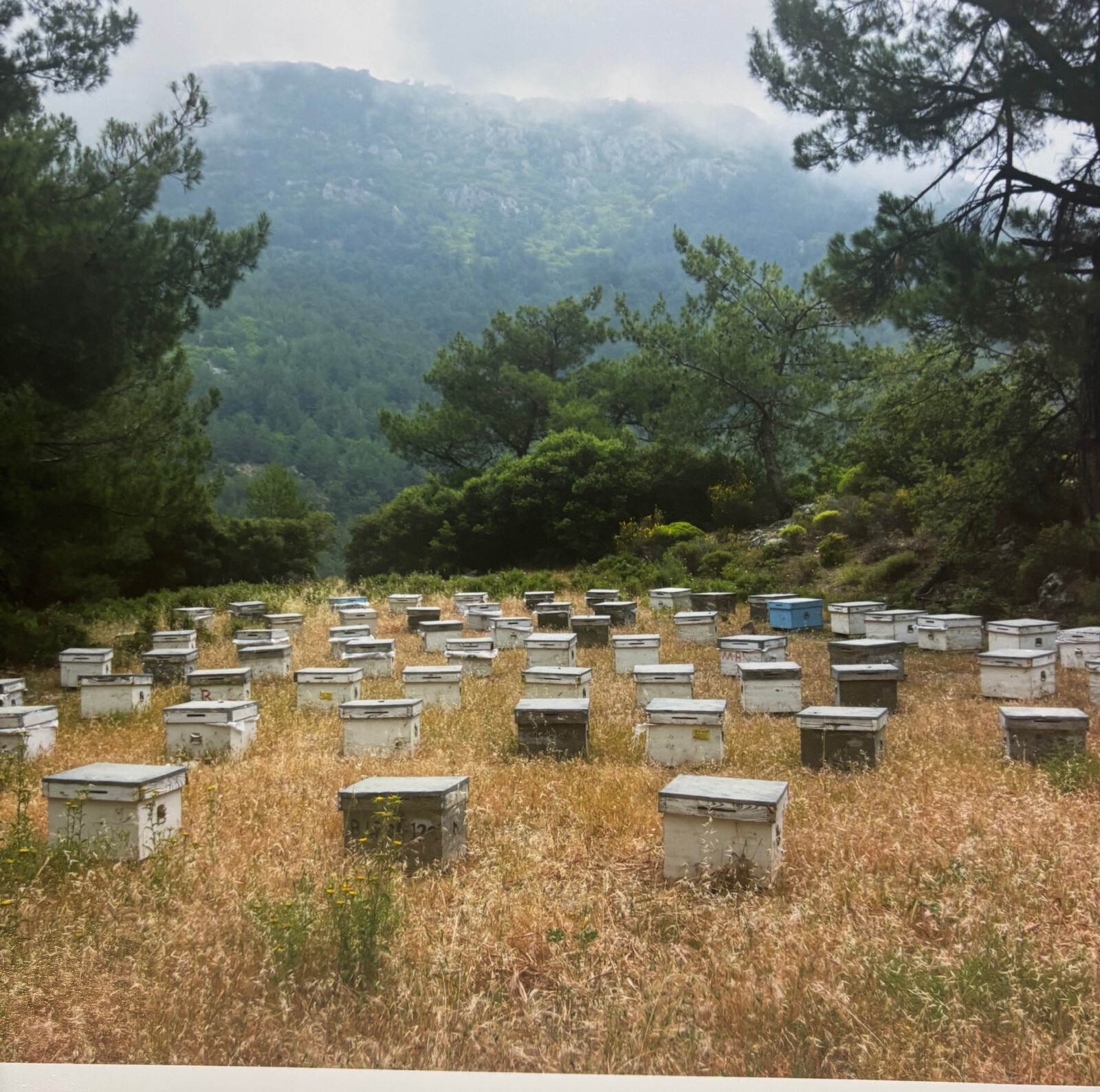 Vintage 2018 SUSANNAH HAYS ‘Bee Boxes Hives’ Datca TURKEY Landscape PHOTO