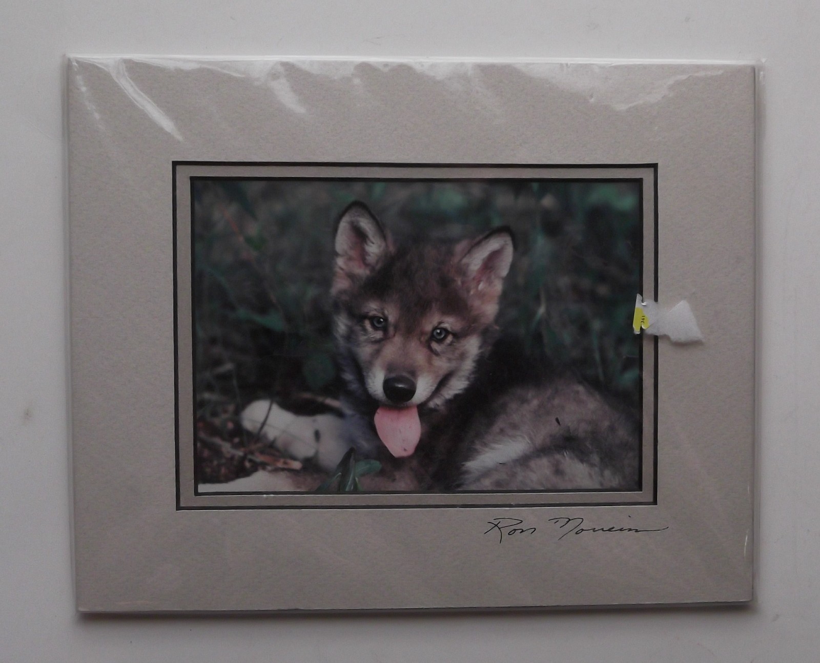 Wolf Pup Photograph by Ron Morreim 8″ x 10″ Matted Ready to Frame Signed