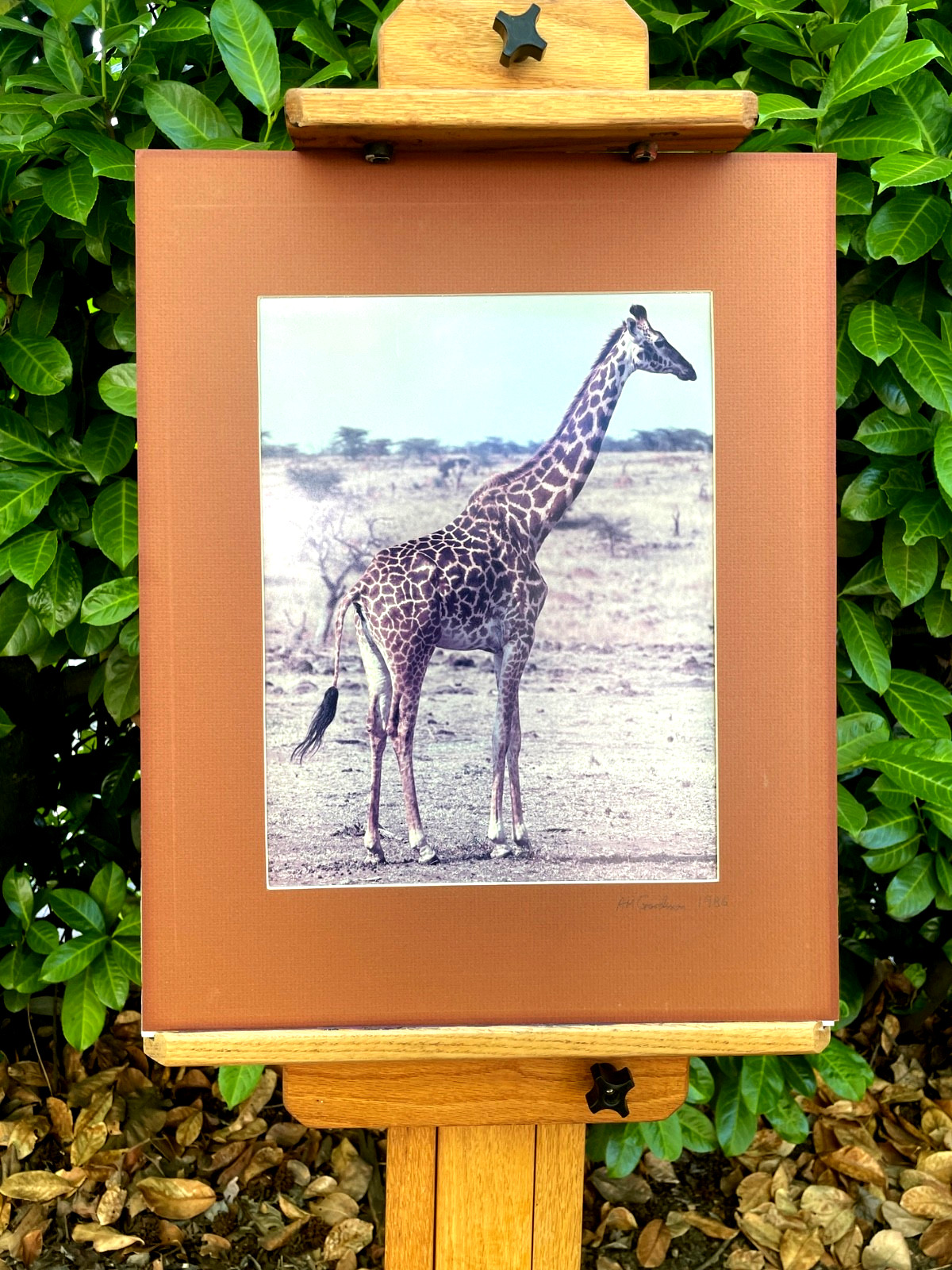 PHOTOGRAPHY ART BY: Aaron M. Gordon, Giraffe in East Africa, 1986, Hand Signed.
