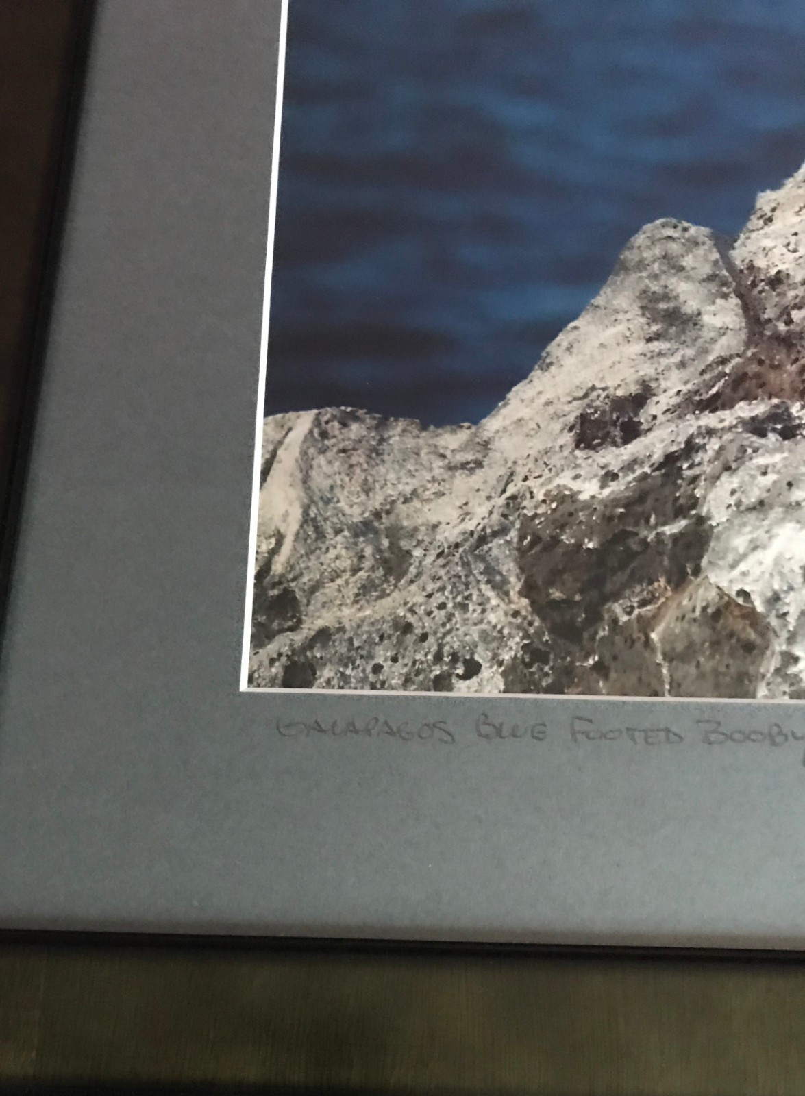 Professionally Framed & Matted: Galapagos Blue Footed Booby
