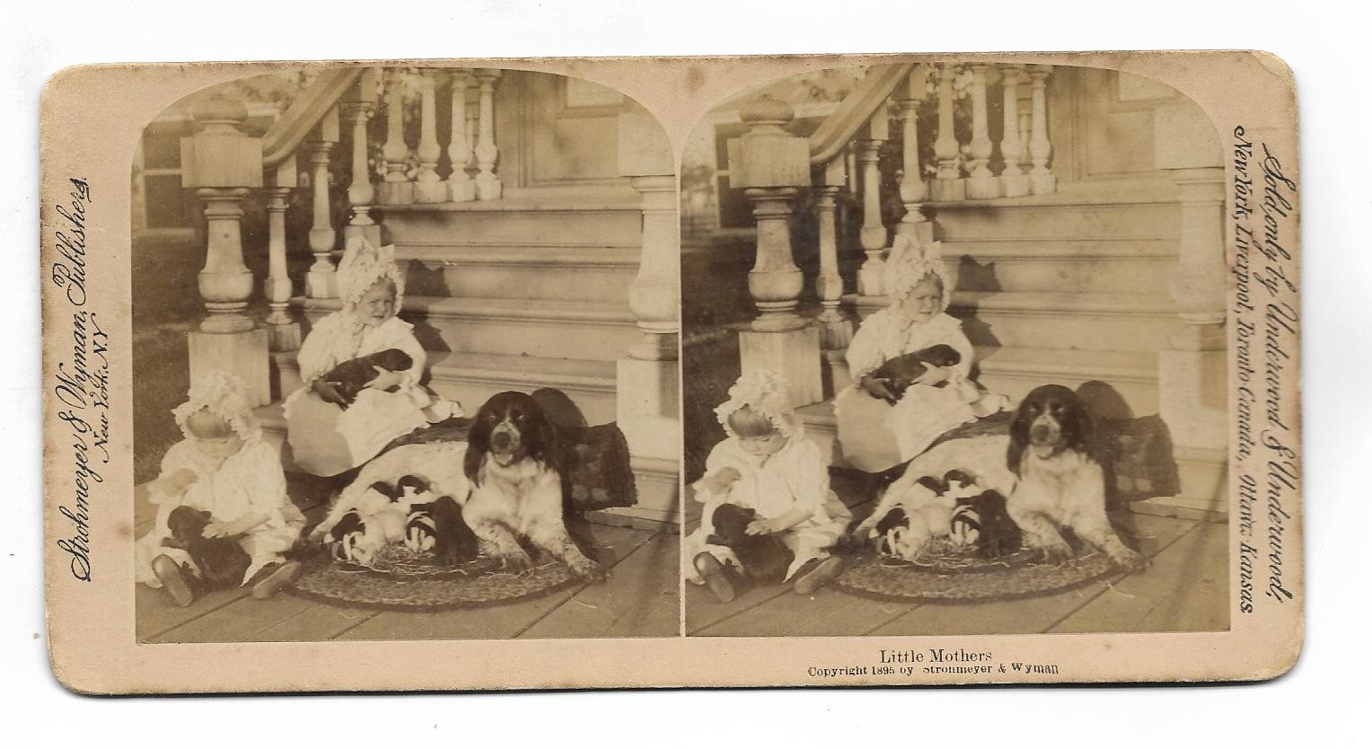 S4549/stereo photo girl with dog and puppies Münsterländer hunting dog 1895