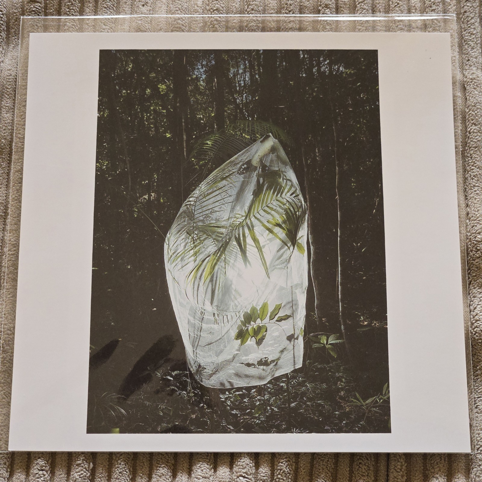 CRISTINA De MIDDEL Magnum Square Print 6″ x 6″ Signed MATA ATLÁNTICA Brazil 2020