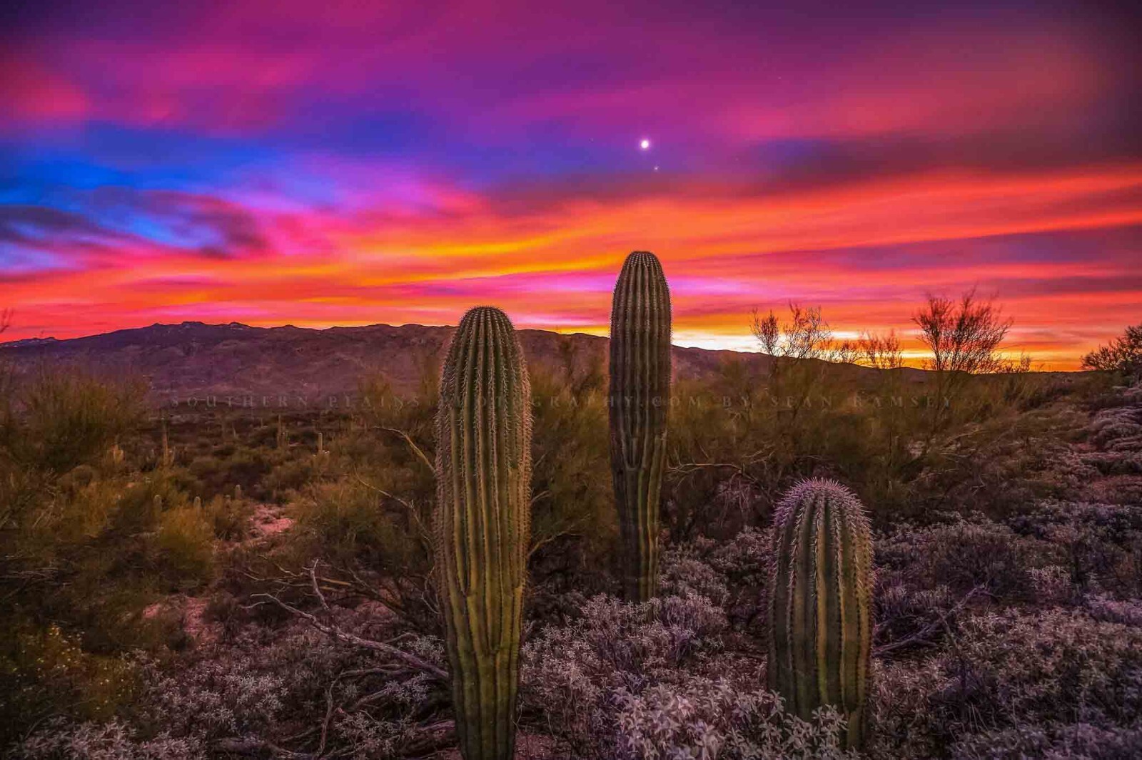 Saguaro Cactus Photography Print | Sonoran Desert Picture | Arizona Wall Art