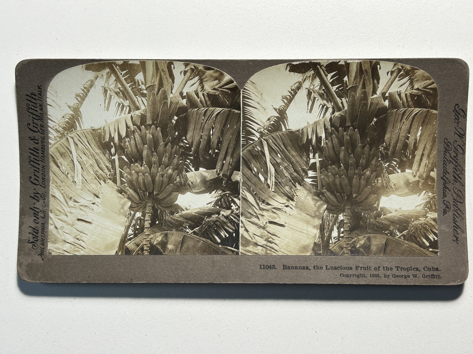 Cuba Caribbean Bananas 1903 Photo Stereo Vintage P83L3n