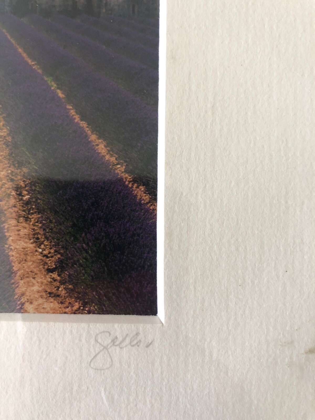 JOHN GALBO NUMBERED PHOTO 411