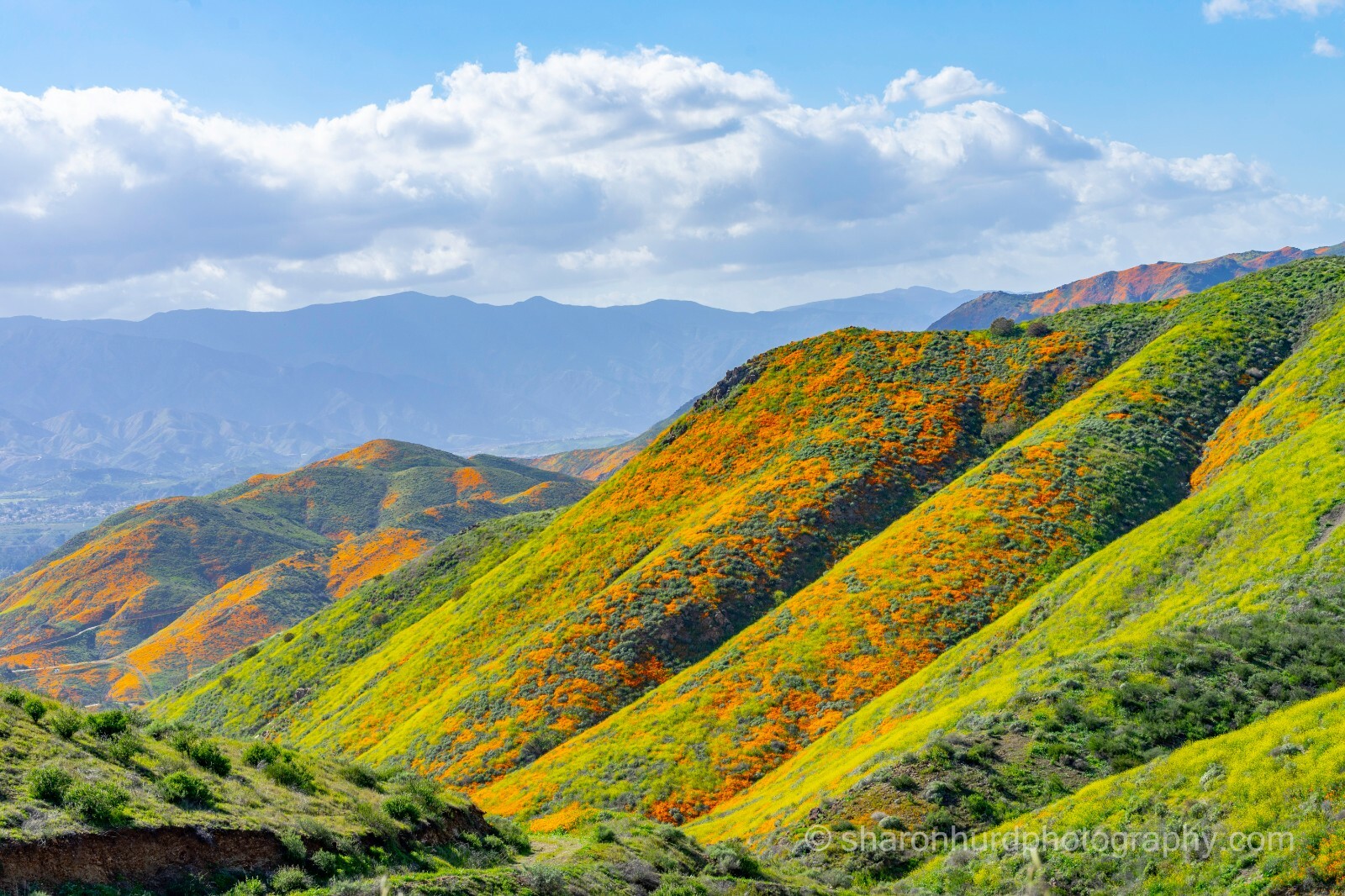 Landscape photography print Superbloom, photo nature wall deco