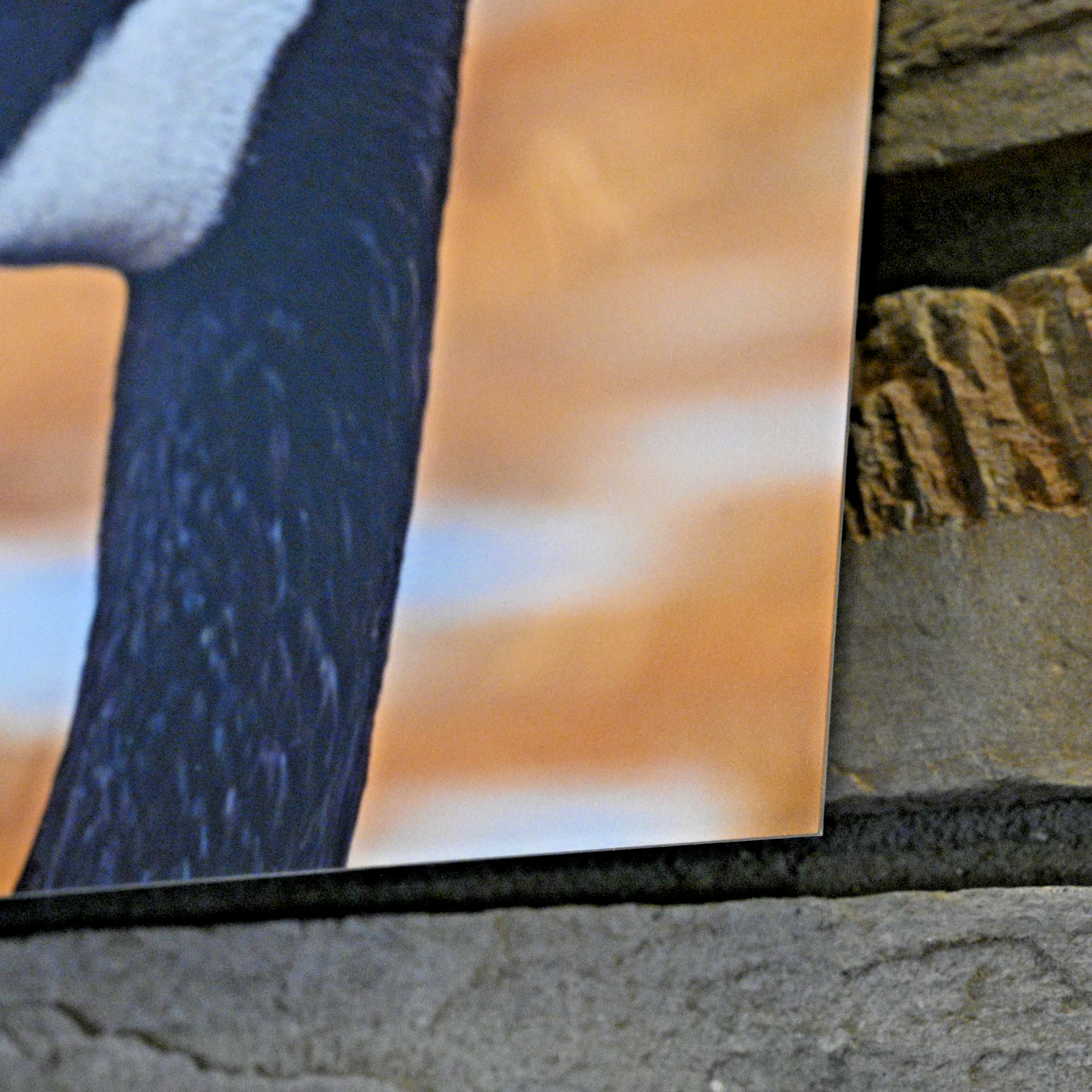 Canada Goose 18 x 12 METAL Fine Art Photography by Life Plus Wild w Mounting