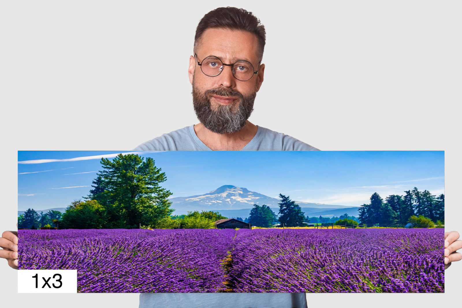 Lavender Dreams: Mt Hood Lavender Fields Landscape Wall Art Flower Print