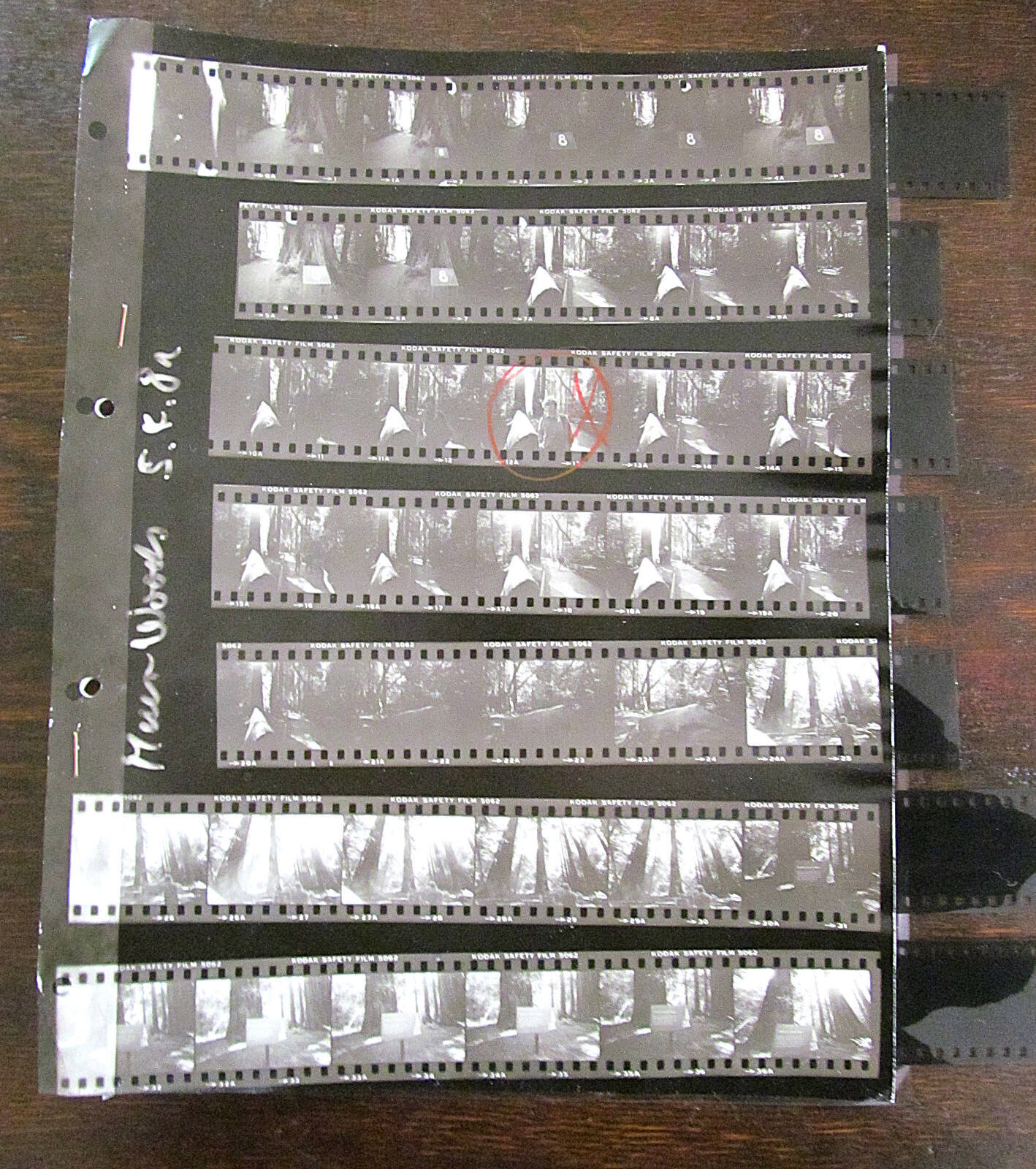 World’s Tallest Tree USA 1981 Wilfried Bauer Photographer 7 x Negative Stripes