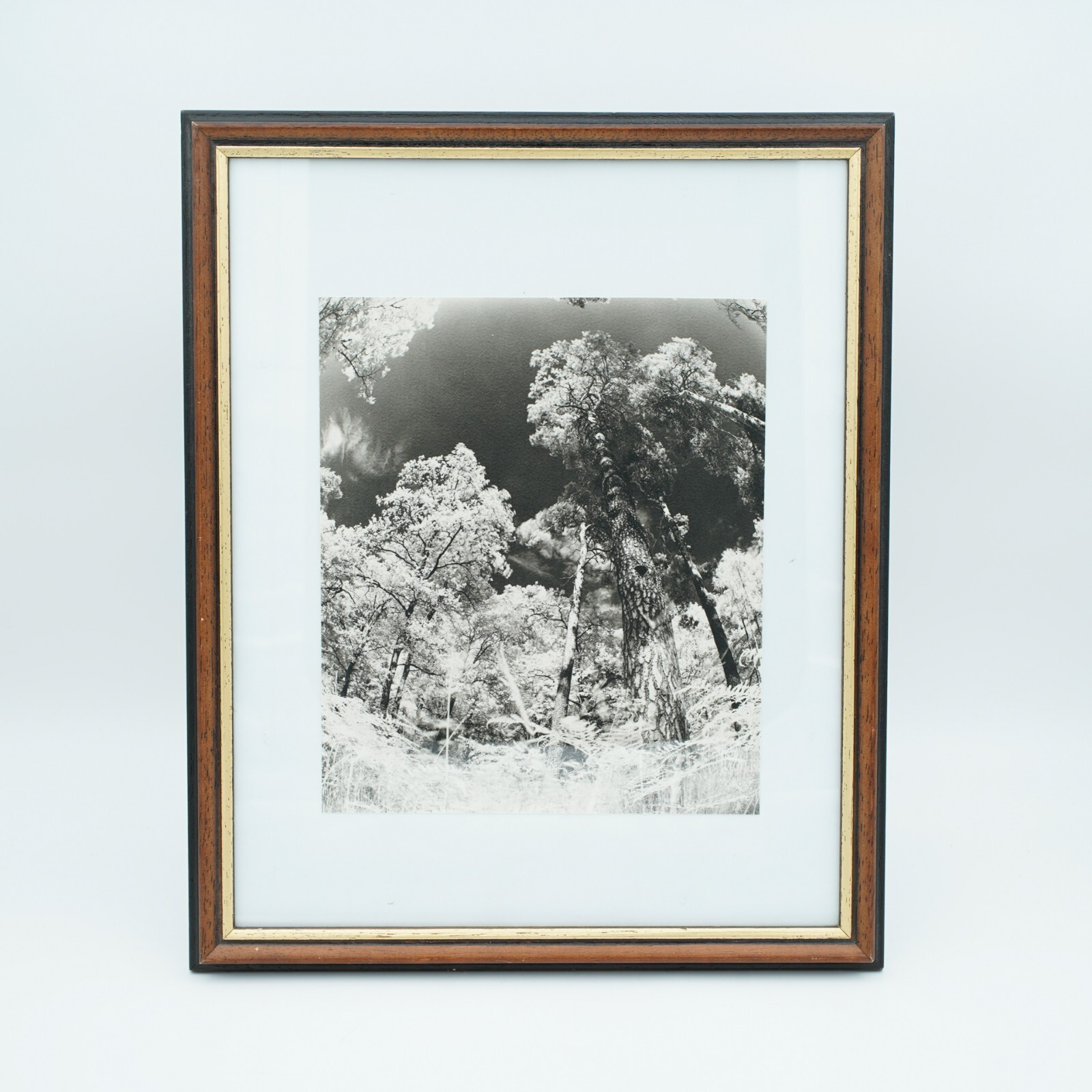 Fotografie Kunst, Wald in Infrarot, Barytpapier, 26,5×32,5cm, Handarbeit
