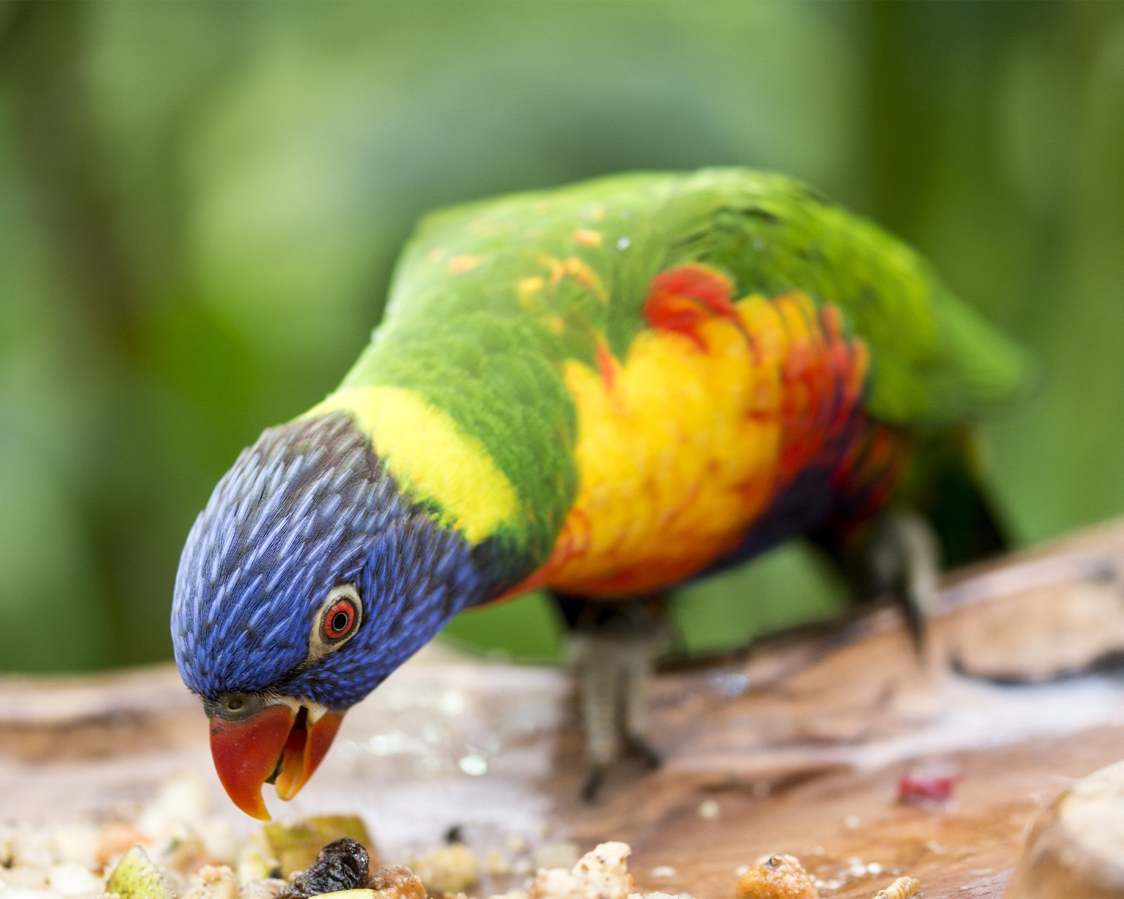 Rainbow Lorikeet Parrot 8×10 8″x10″ Photograph Print