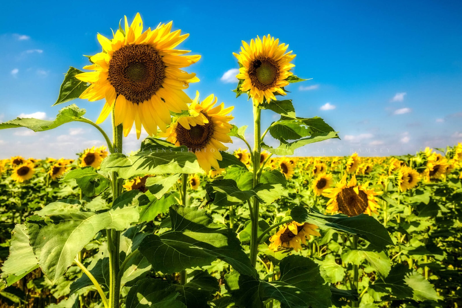 Sunflower Field Kansas Farm Country Rural Landscape Photography Print