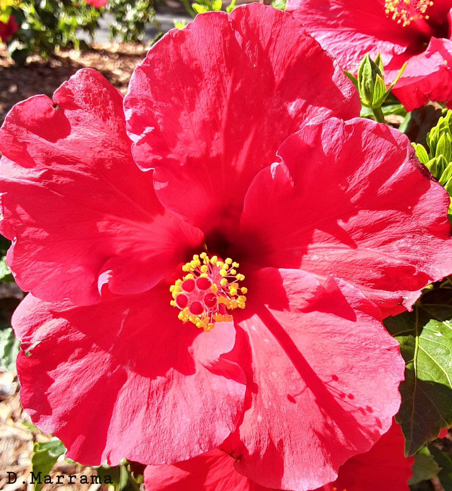 Photography; Beautiful bright red Florida hibiscus #3.
