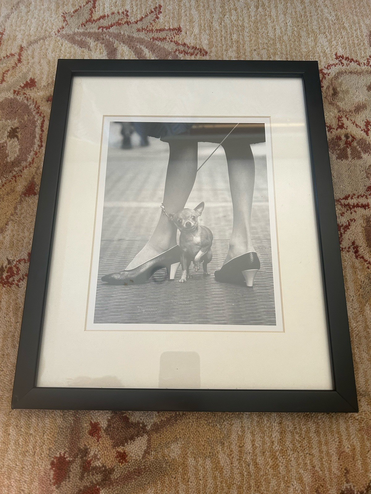 Chihuahua and Pappagallo Shoes Photo from Yale Joel 1961 Original w/ Life COA