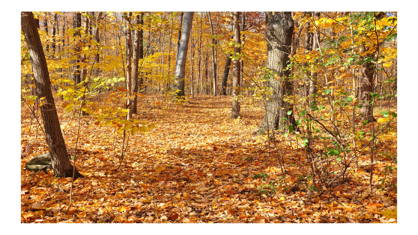 Fall Forest Leafy Ground 1, High Resolution Image, Many Formats, TV Art