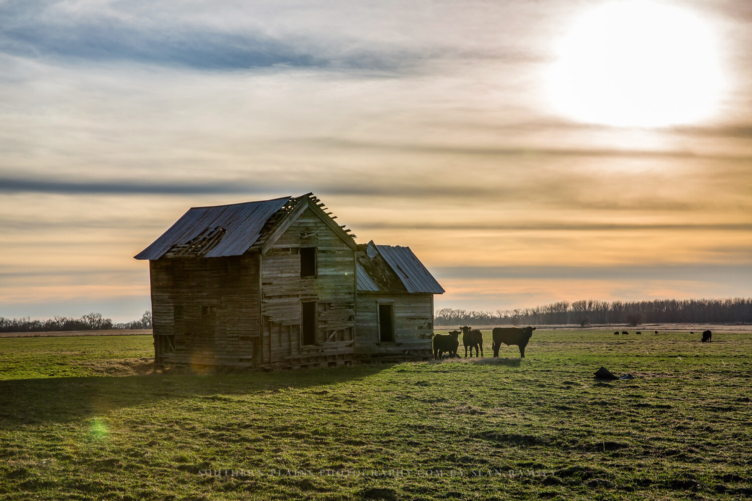Country Photography Print – Picture of Abandoned House and Cows in Oklahoma