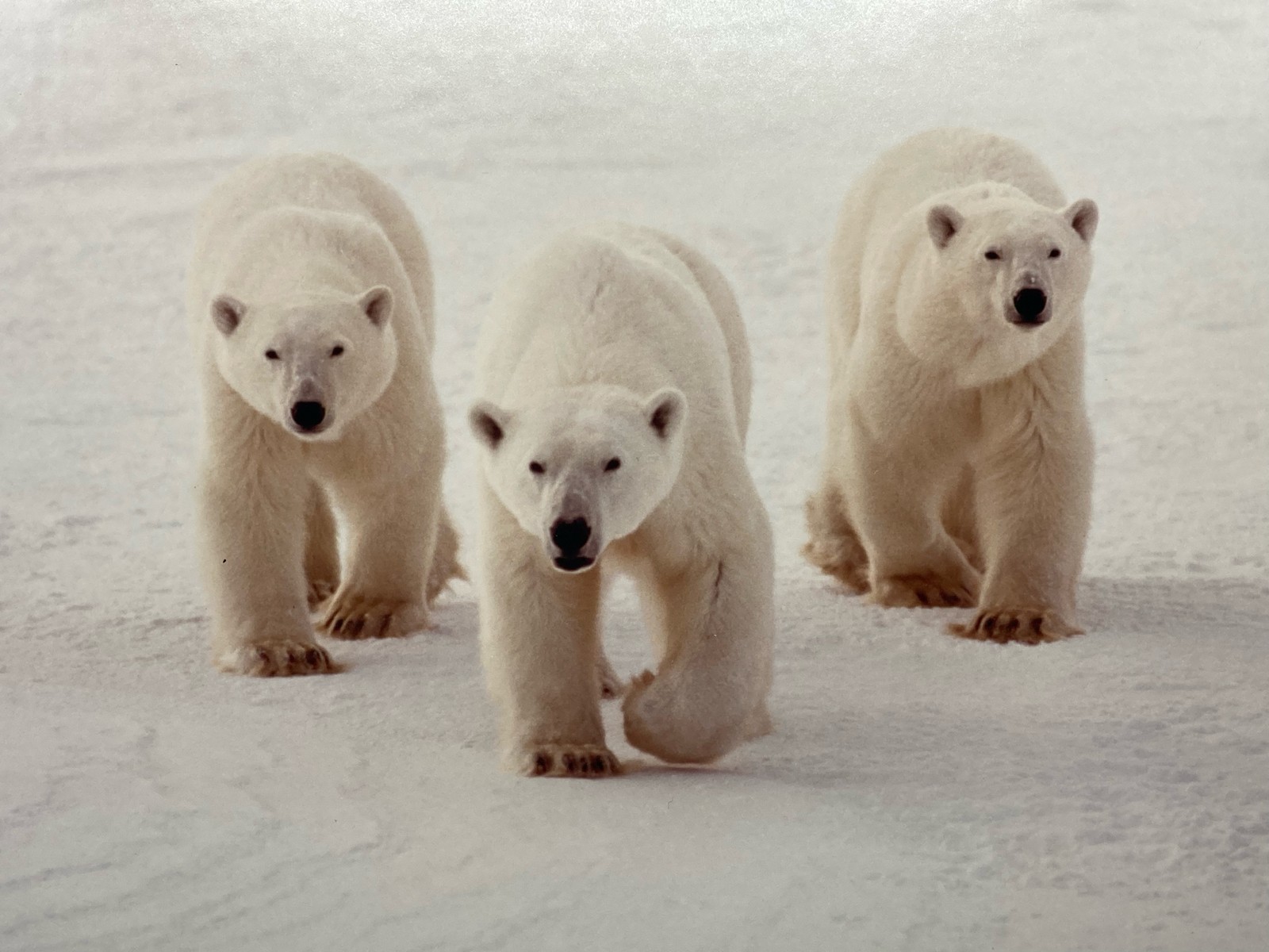 James T Jones Signed Polar Bears Photo, Matted