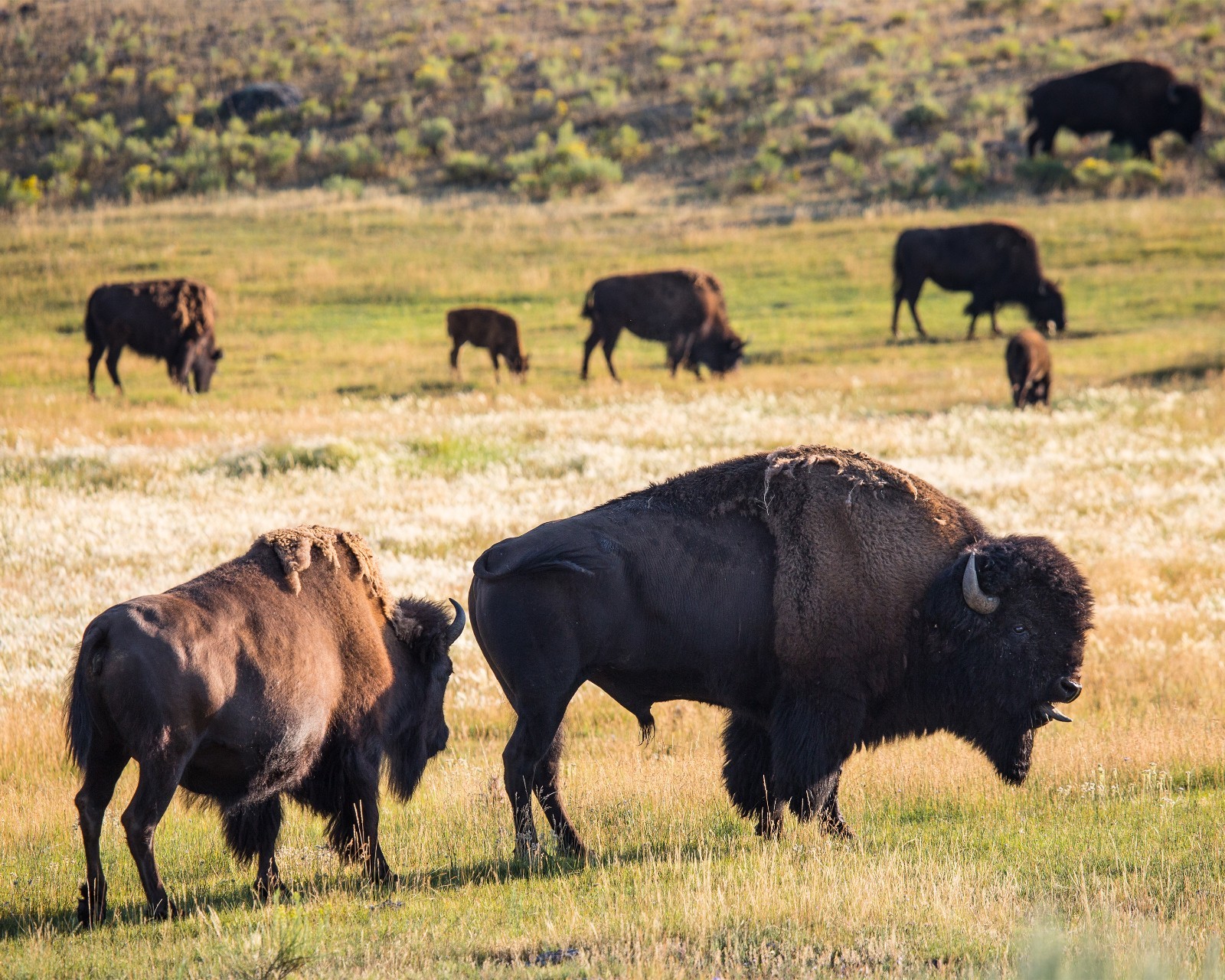 Bison Rut, Lamar Valley 8″x10″ Photograph Print 8×10