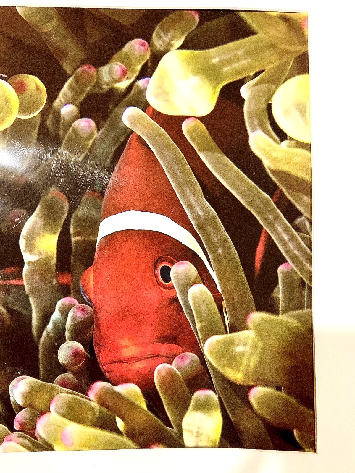 Banda Sea Indonesia – Spine Cheek-Anemonefish Photo By Artist Vince Matulewich