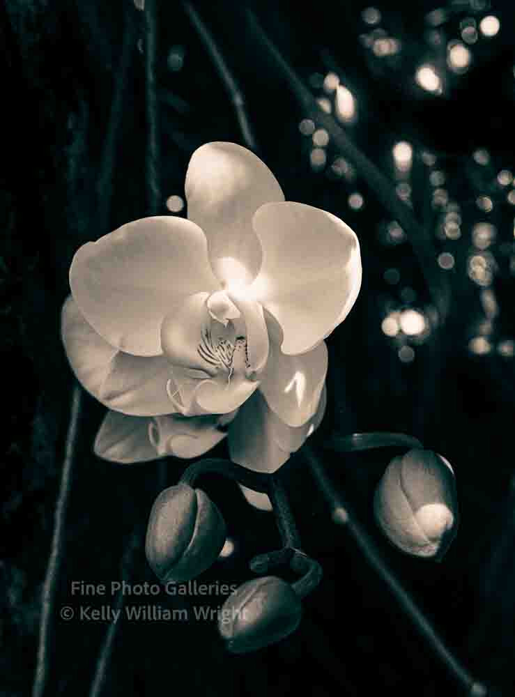 KELLY WILLIAM WRIGHT Botanical Orchid Flower Zen Garden Original Signed Photo