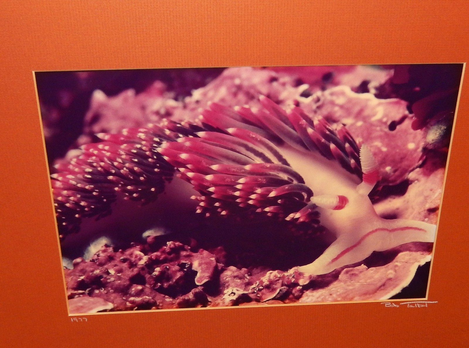 BOB TALBOT HAND SIGNED 1977 COLOR SEASCAPE REEF PHOTOGRAPH