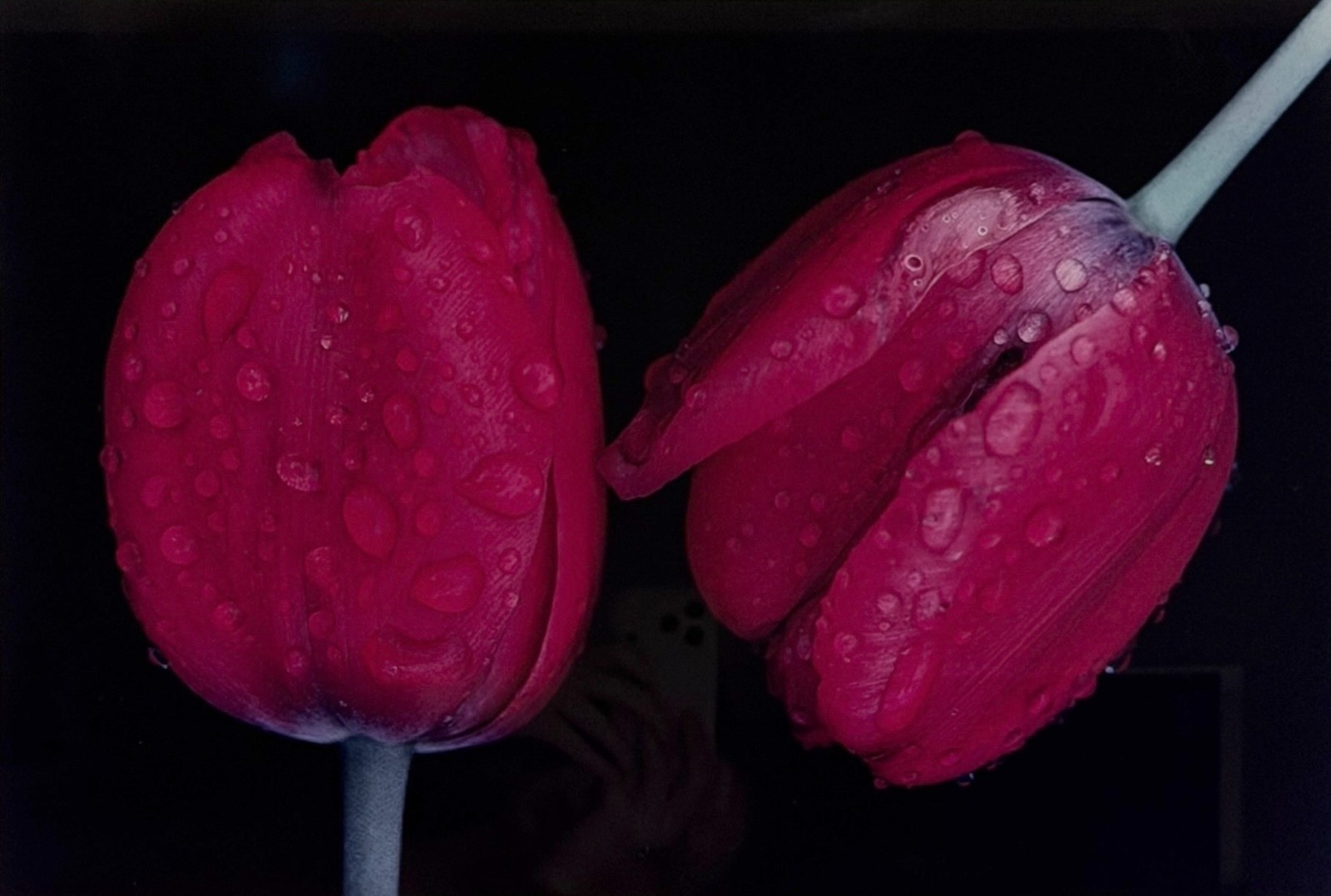 Ernst Haas “Tulips, Japan” Photograph