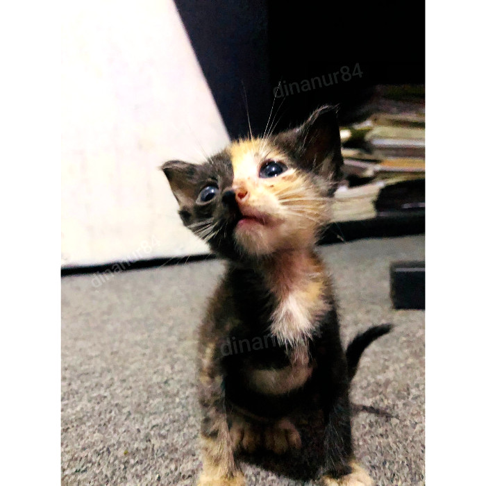 Print kitten photo digital production wallpaper image picture background