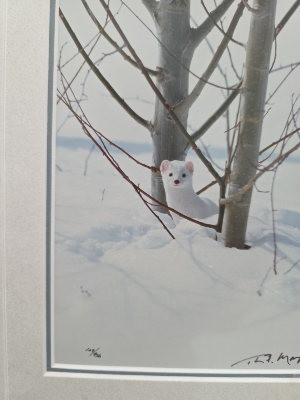 Thomas Mangelsen – Ermine in Trees (Signed 1999) 10×14 Framed