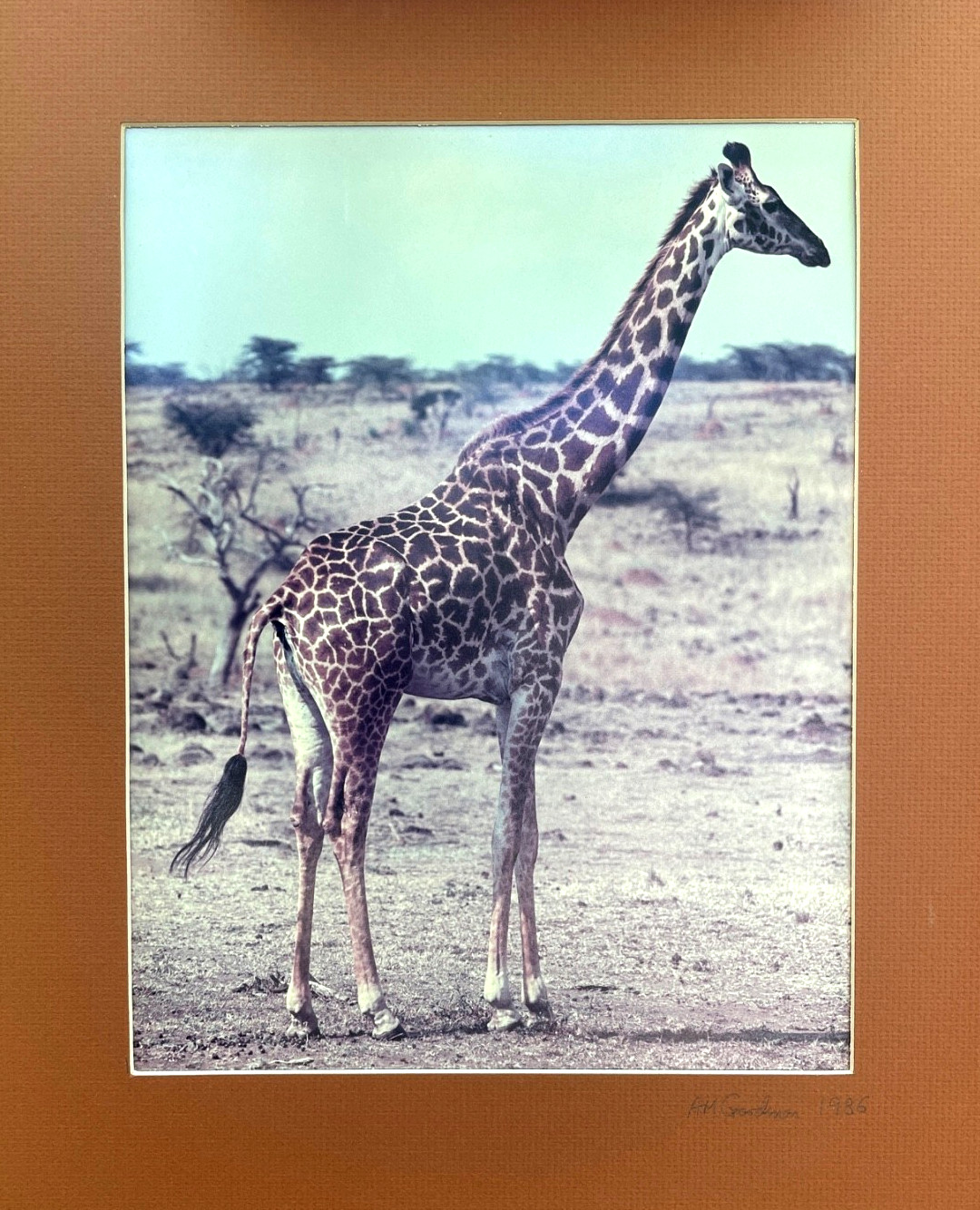 PHOTOGRAPHY ART BY: Aaron M. Gordon, Giraffe in East Africa, 1986, Hand Signed.