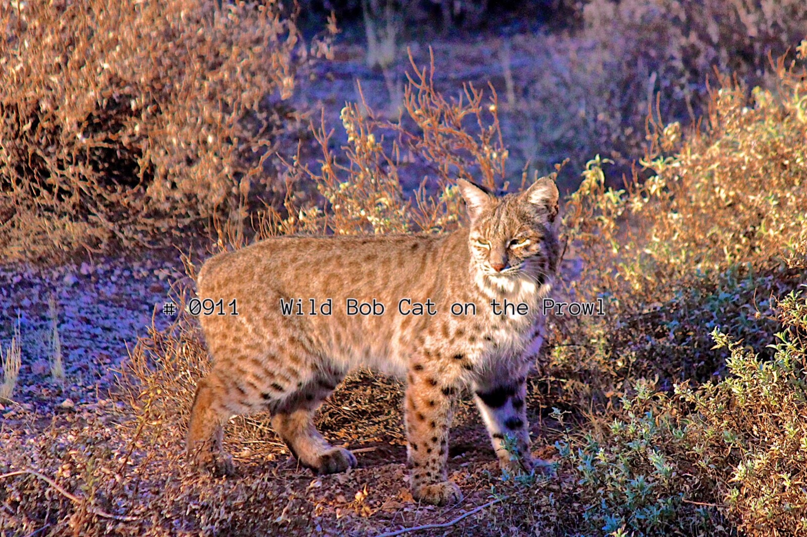 Metal Wall Print 36×24 Wild Bobcat on the Prowl Desert Landscape Art 