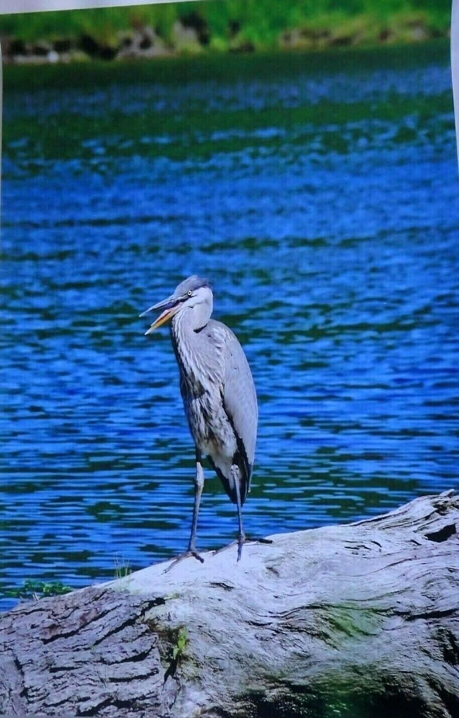 Incredible and Captivating Blue Heron 12×18 unframed photo