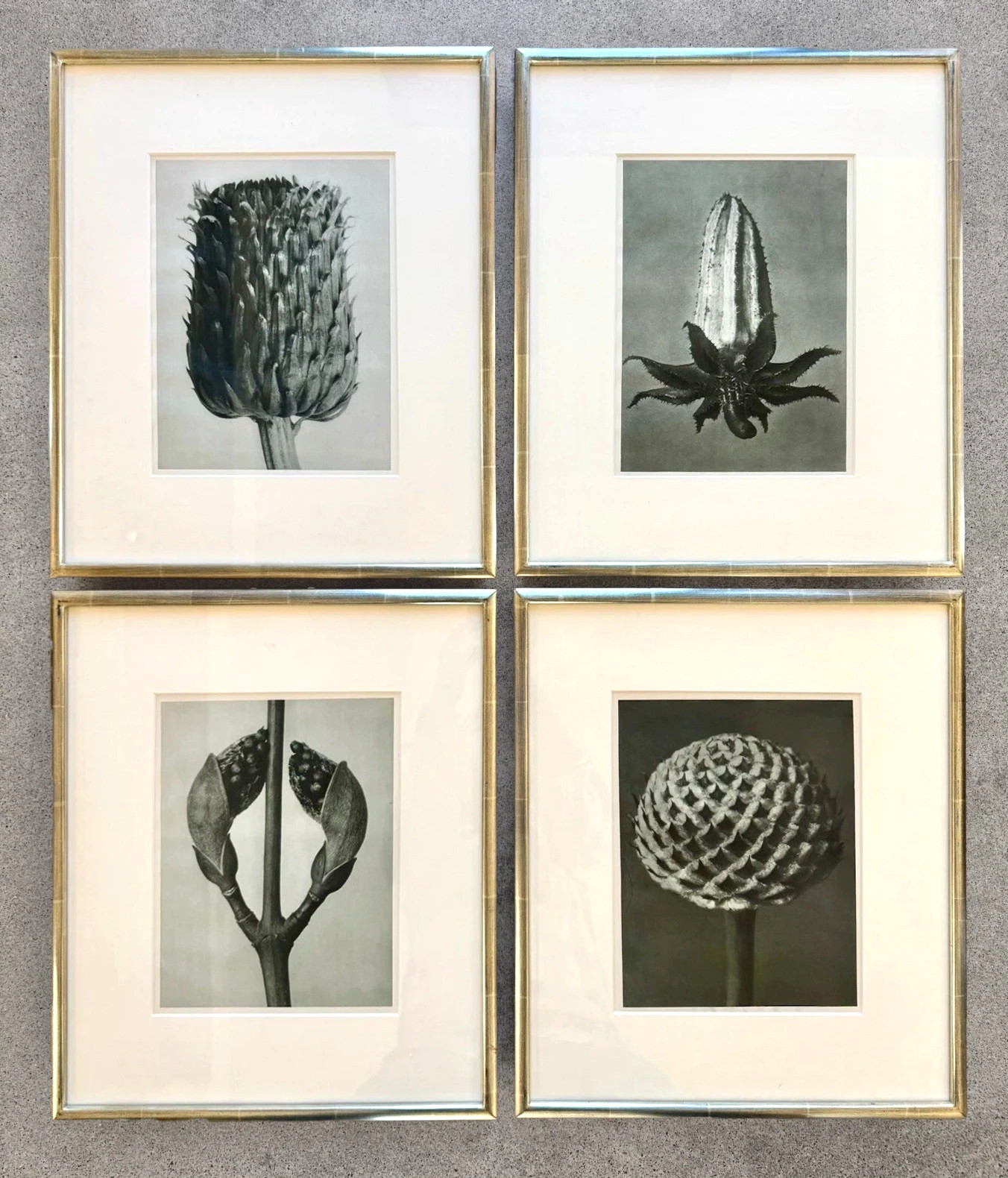 Karl Blossfeldt Original photogravures, 4 Framed From TAM O’NEILL FINE ARTS