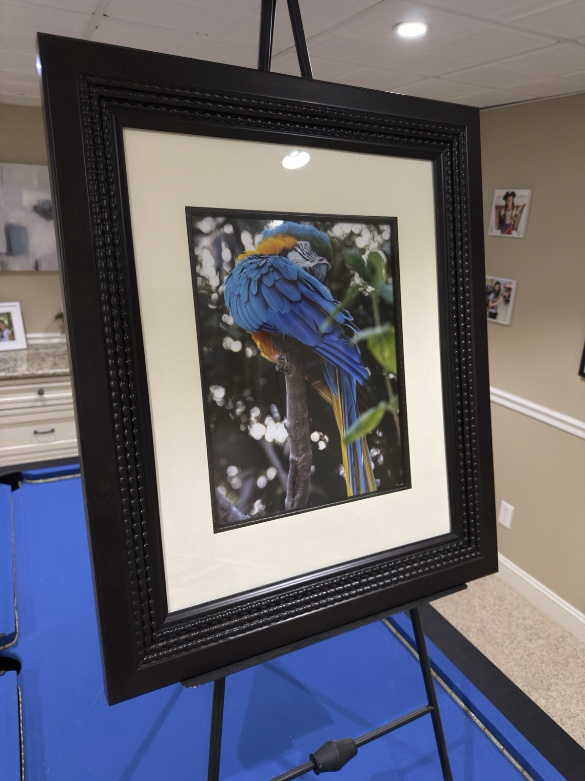 Photography Of Macaw At Grand Cayman Island. Shot With Fujifilm X-T5.