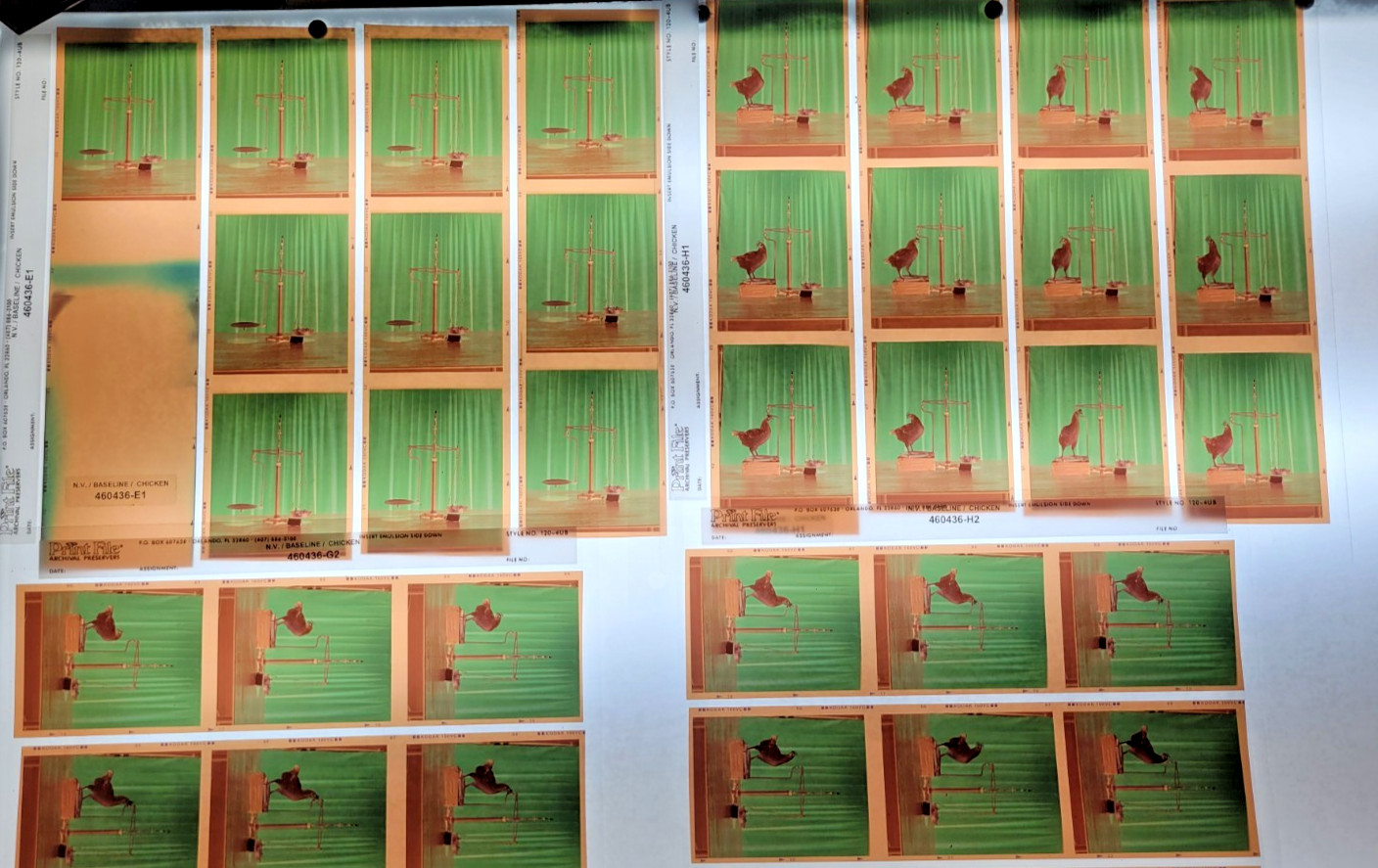 Nitin Vadukul Project 161 Negatives BASELINE Magazine Kodak 160VC Chicken