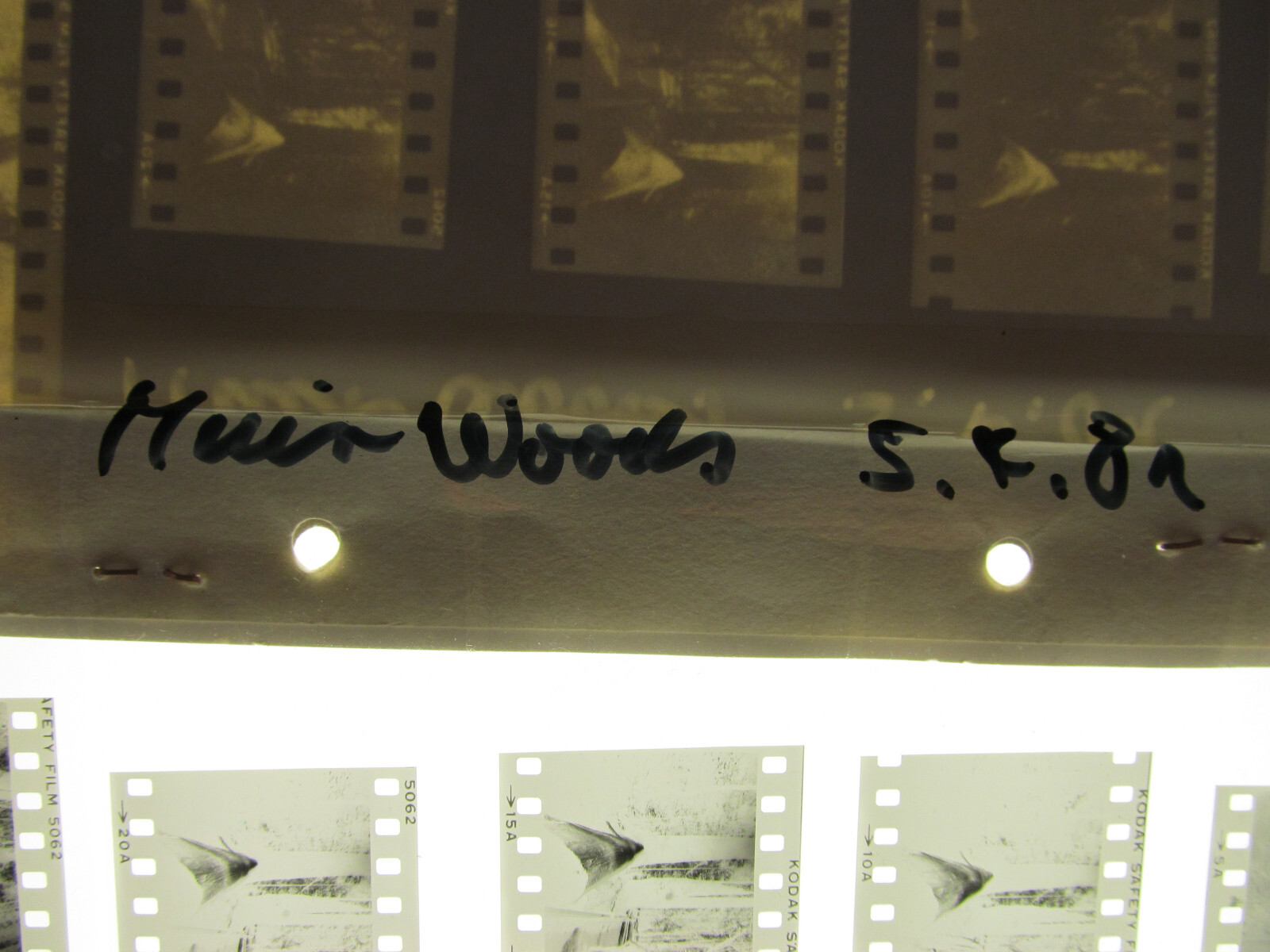 World’s Tallest Tree USA 1981 Wilfried Bauer Photographer 7 x Negative Stripes