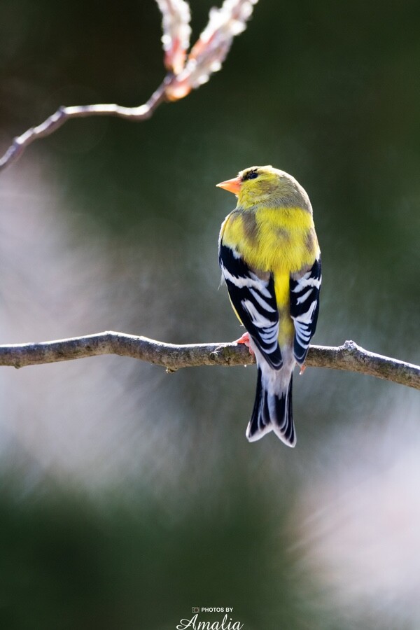 *One of a Kind* 8×10 Photograph of Yellow Finch with Black Frame