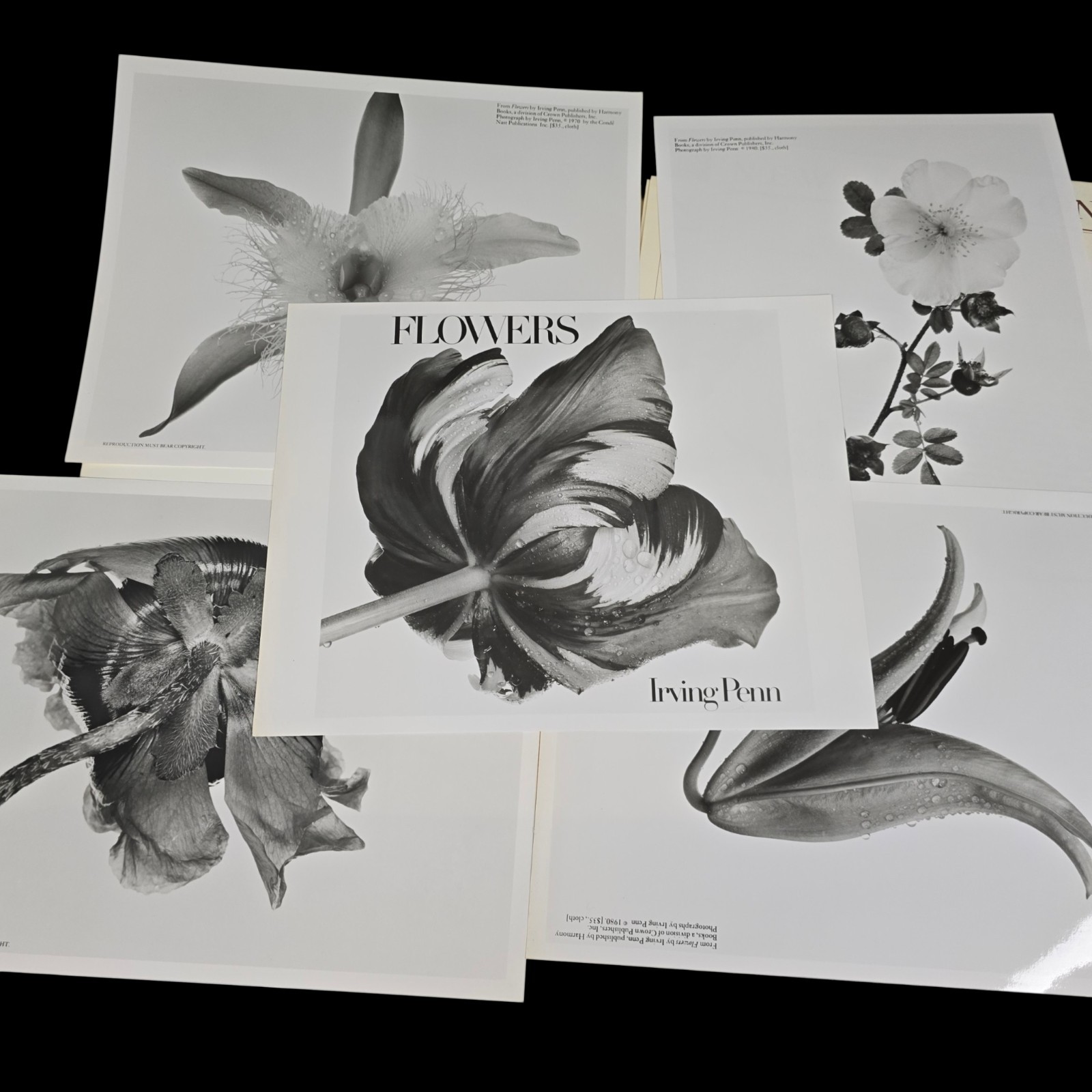 Irving Penn Flowers Press Release With Photos