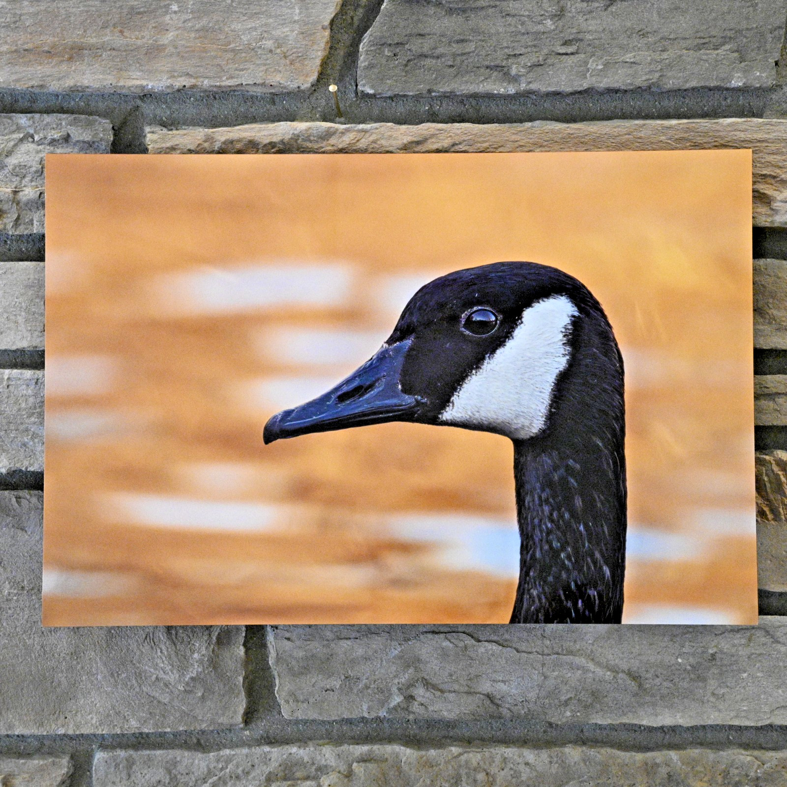 Canada Goose 18 x 12 METAL Fine Art Photography by Life Plus Wild w Mounting