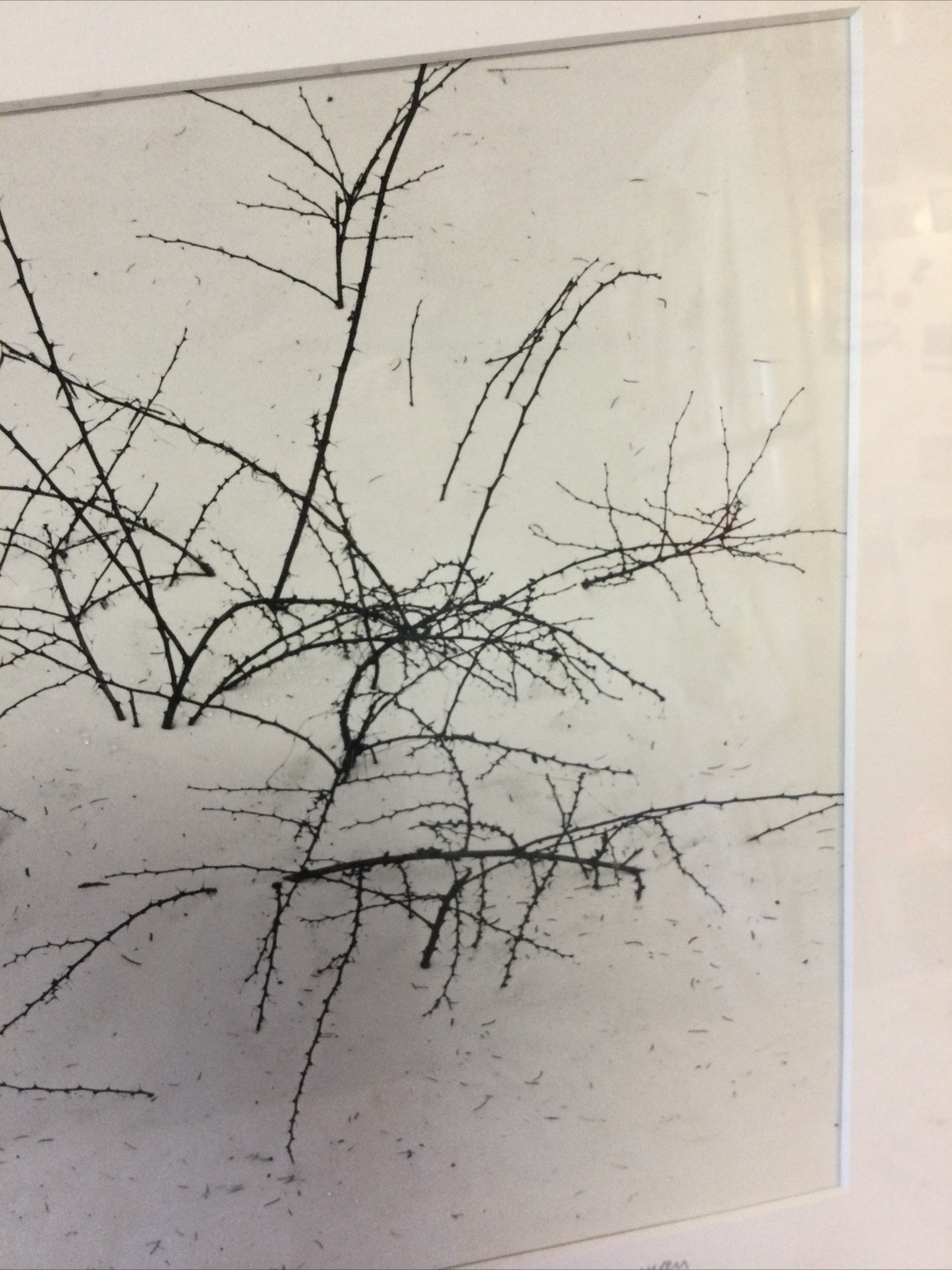 Vtg Genuine Ida Wyman Signed Winter Still Life Landscape Photo NY Photographer