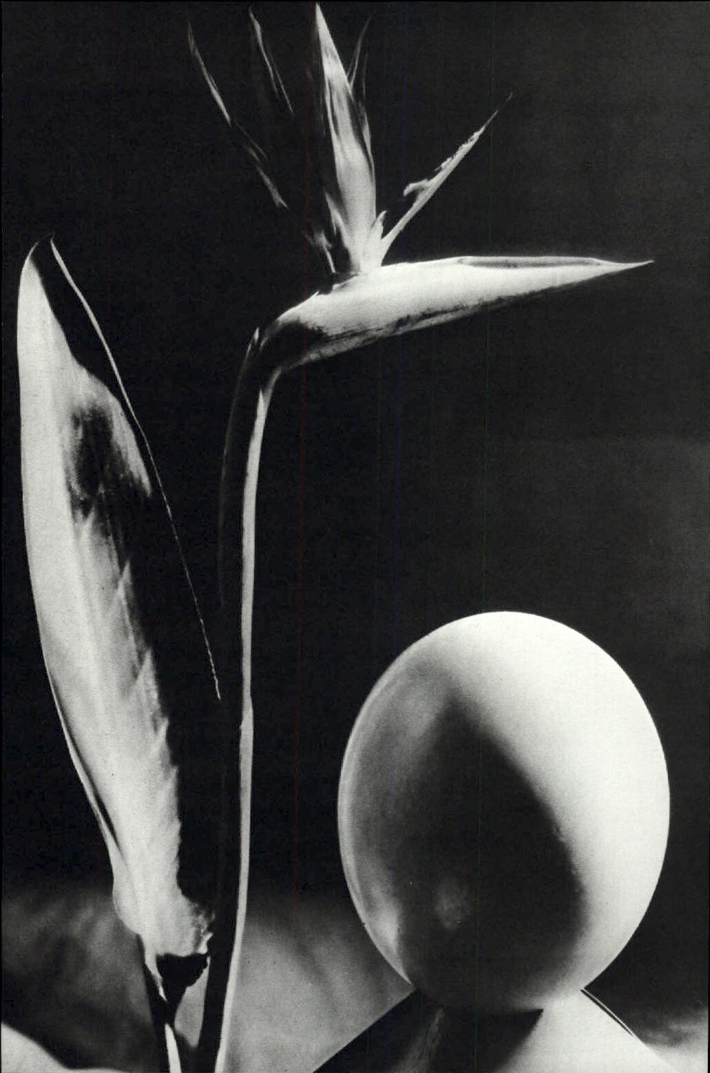 1975 Man Ray Abstract Bird Of Paradise Flower & Egg Shape Art Photo Gravure