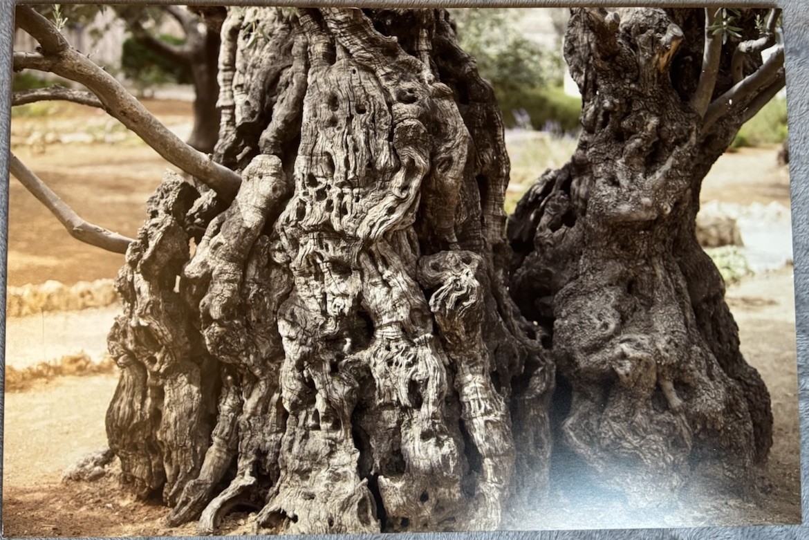 Fine Art Olive Tree Photography on Glass | Fotoflot Wall Art | 22×15