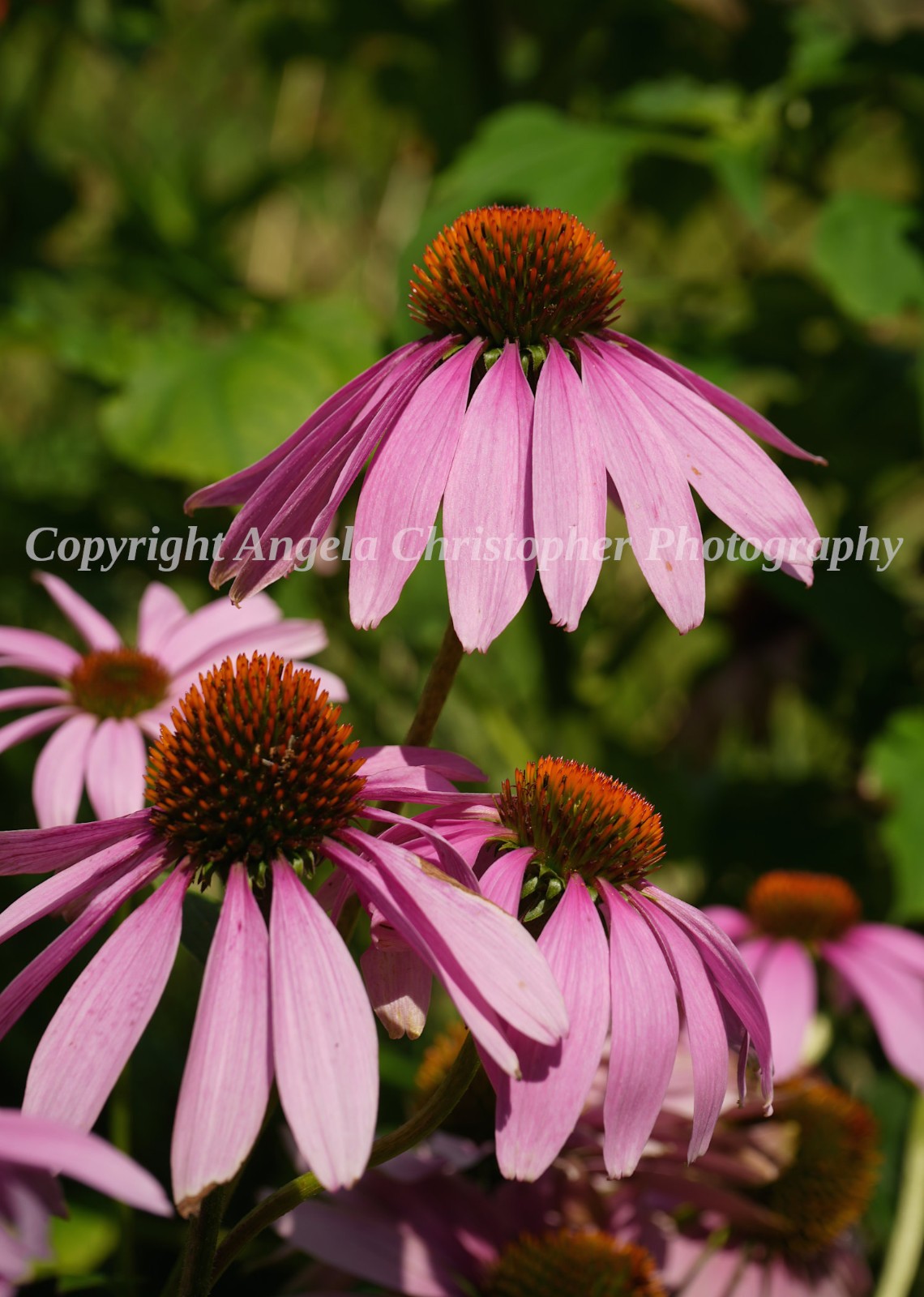 Original ACEO photo fine art print 2.5 x 3.5″ CONEFLOWERS flower pink echinacea