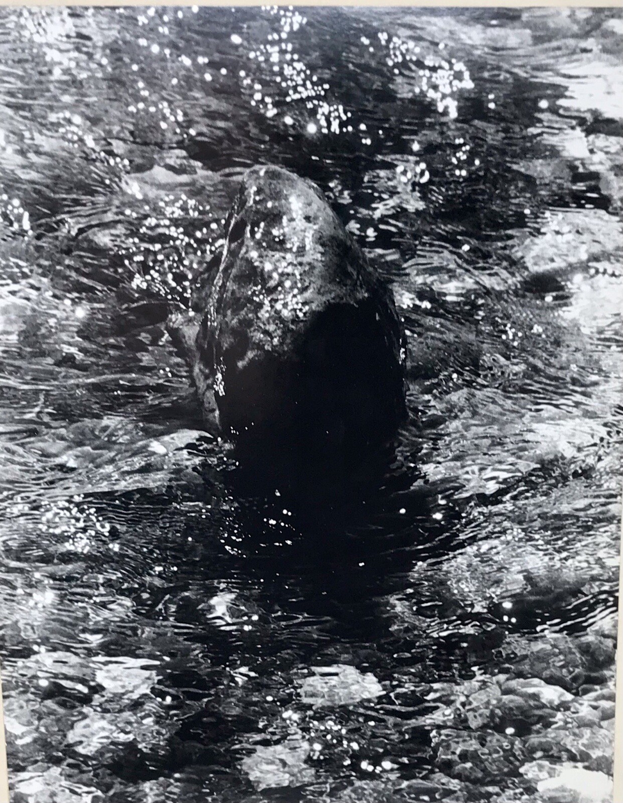 Vtg Matted Black & White Photography Whale Nature Pacific NW Photo 16” x 20”