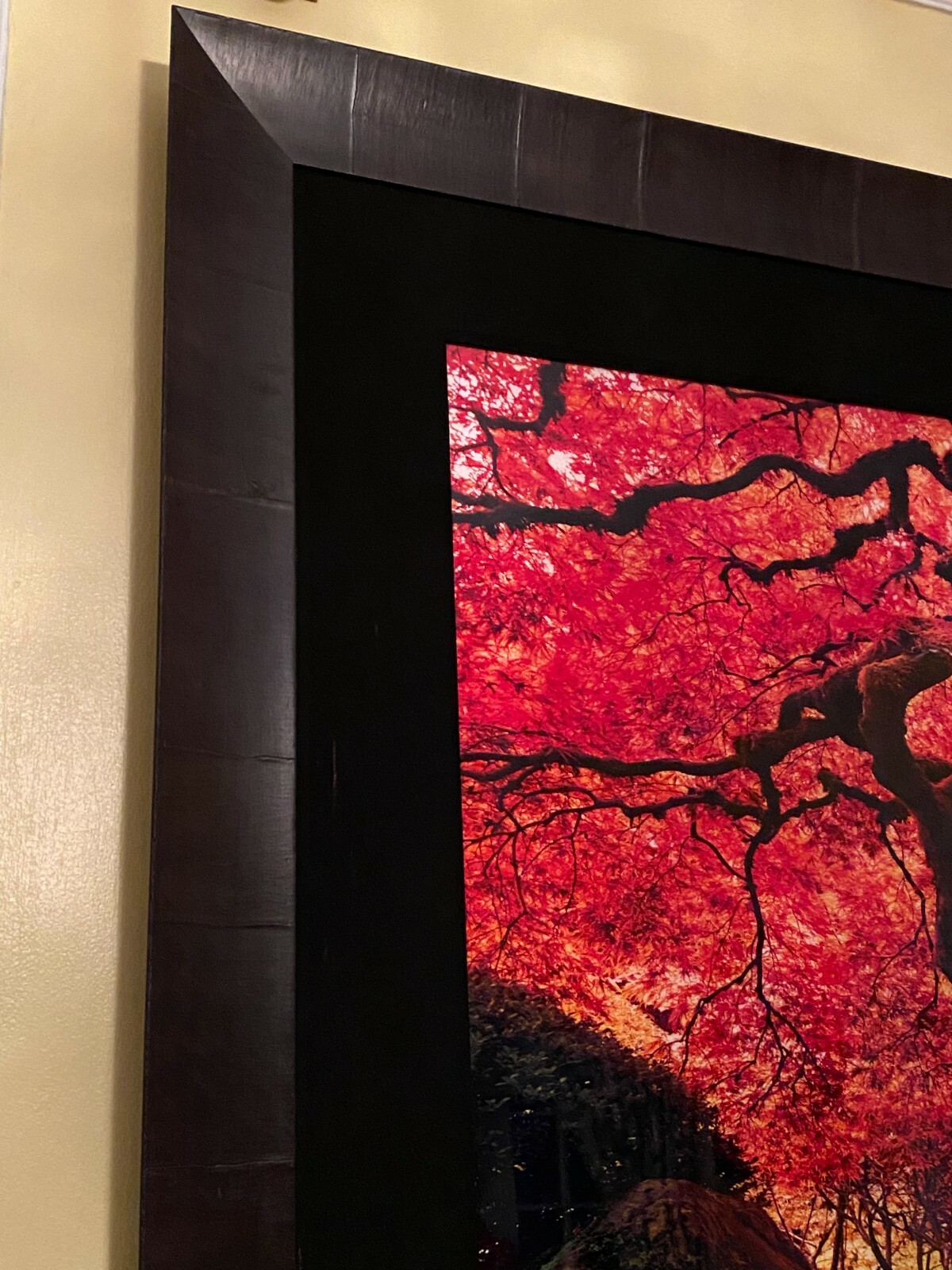 Peter Lik “Tree of Life” Signed, Limited Edition, Photo #12/950 1.5M SOLD OUT